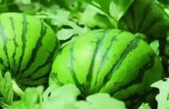 肥料養(yǎng)分檢測(cè)儀讓劣質(zhì)化肥無(wú)處遁形！